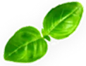 Amman-green-leaf