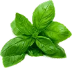 Amman-green-leaf
