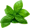 Amman-leaf