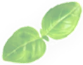Amman-view-leaf