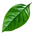 Amman-green-part
