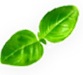 Amman-green-leaf